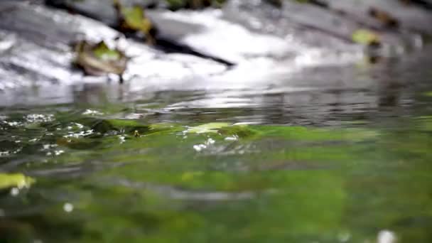 Макровидео текущей воды, струящейся среди камней. Река в лесу — стоковое видео