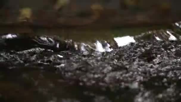 流れる水のマクロビデオ 石の間の流れ 森の中のストリーム — ストック動画