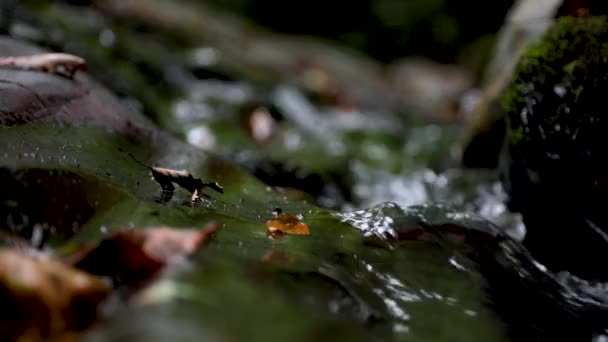 Makro Video Strömmande Vatten Flödande Ström Bland Stenar Stream Skogen — Stockvideo