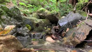 Taşların arasında akan suyun 4k 'lik videosu. Ormanda akarsu