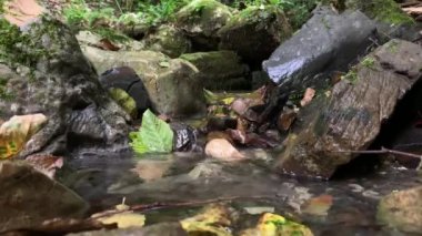 Taşların arasında akan suyun 4k 'lik videosu. Ormanda akarsu