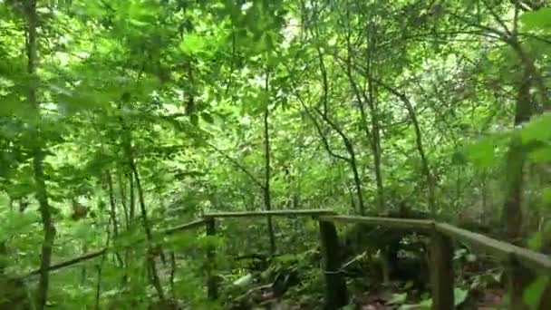 旅行者在茂密的森林里沿着一条森林小路走着. — 图库视频影像