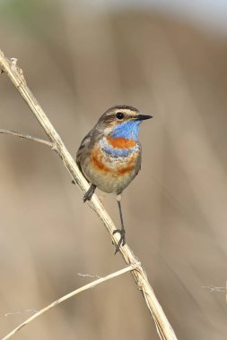 Luscinia svecica pallidogularis. Erkek Bluethroat Sibirya 'da kapanıyor.