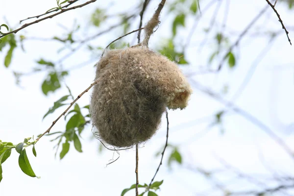 Birds Nest Remez Branches Willow — Stock Photo, Image