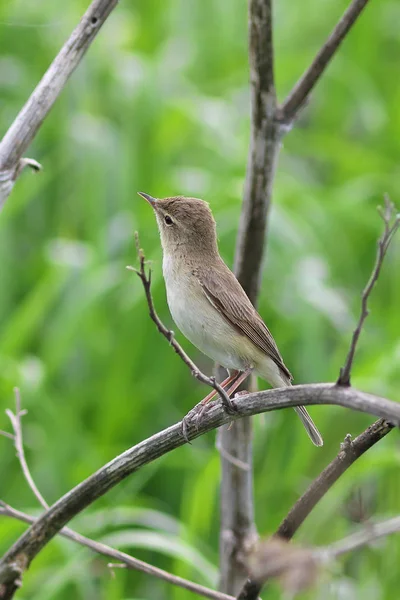 Iduna Caligata Parula Cacciata Tra Cespugli Siberia — Foto Stock