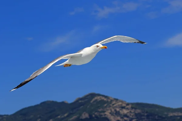 Larus Michahellis Gaivota Mediterrâneo Voando Contra Céu Montanhas Gregas — Fotografia de Stock