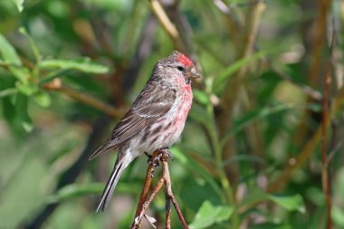Carduelis flammea. Common Redpoll sits among the branches clipart