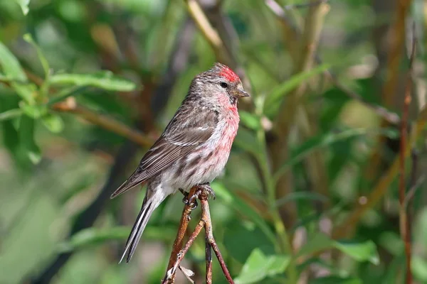 Carduelis Flammea Czeczotka Zwyczajna Siedzi Wśród Gałęzi — Zdjęcie stockowe