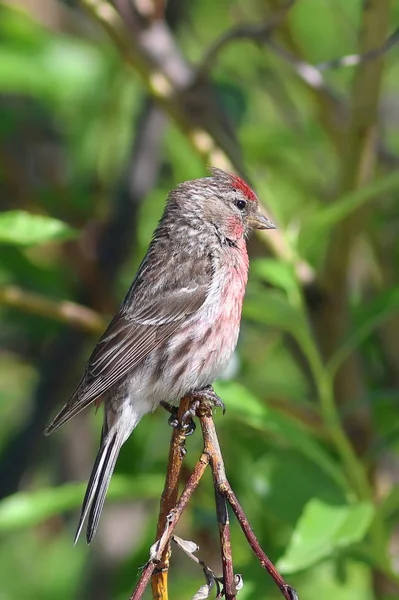 Carduelis Flammea Zwykłych Stepowanie Siedzi Wśród Gałęzi Syberii — Zdjęcie stockowe