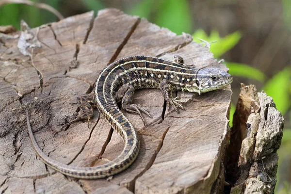 Lacerta Agilis Female Sand Lizard Basking Tree Stump — Stock Photo, Image