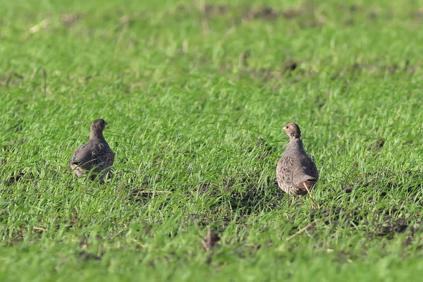 Keklik keklik. Bir çift bir buğday alanı gri keklik