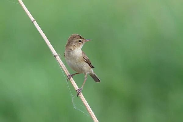 Iduna Caligata Den Startat Warbler Buskarna Sibirien — Stockfoto