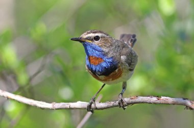 Luscinia svecica pallidogularis. Erkek Bluethroat Sibirya 'da kapanıyor.