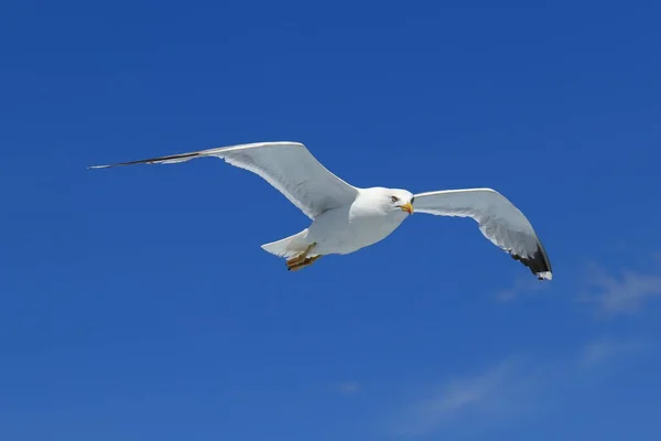 都 michahellis。自由飛行のカモメ — ストック写真