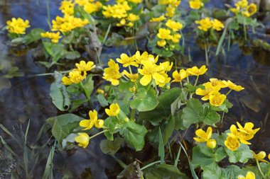 Caltha palustris. Sibirya'da marsh kadife çiçeği bahar