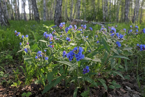 Pulmonaria입니다 시베리아 자작나무 Lungwort — 스톡 사진