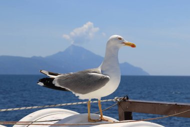 Larus michahellis. Akdeniz martı St. Athos arka plan üzerinde