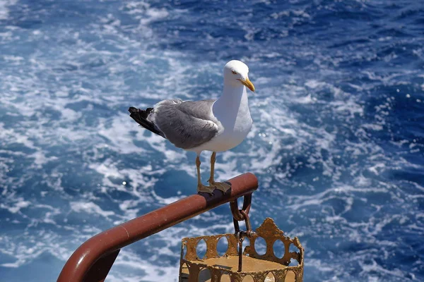 Larus Michahellis Mouette Méditerranéenne Bord — Photo