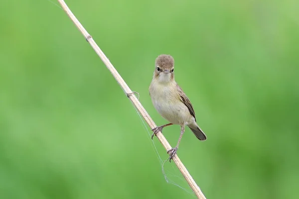 Iduna Caligata Warbler Botado Los Arbustos Siberia — Foto de Stock