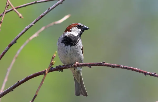 Passer Domesticus Casa Masculina Dia Primavera Sparrow Ramo — Fotografia de Stock