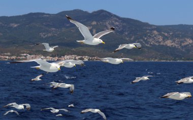 Larus michahellis. Bir sürü Akdeniz Yunan sahil arka plan üzerinde gulls