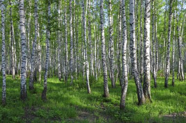 Sibirya'da bir yaz gününde huş ağacı orman