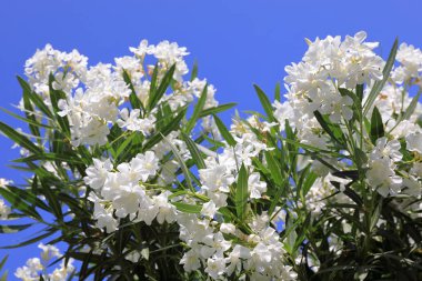 Nerium oleander. Mavi gökyüzü arka plan üzerinde beyaz zakkum çiçekleri