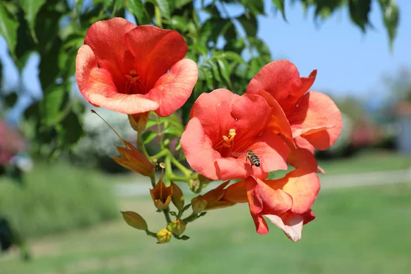 Bloemen Trompetklimmer Close Politisk Bee — Stockfoto