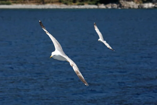 Twee meeuwen vliegen op de zee — Stockfoto