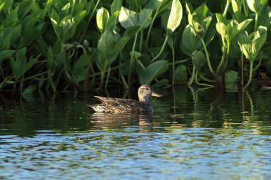 Anas crecca. Sibirya'da gölde bir ördek deniz mavisi