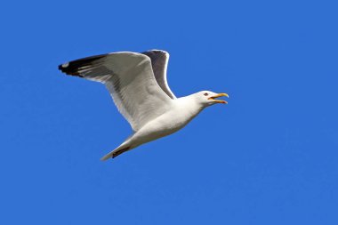 Larus heuglini. Gökyüzünde Larus heuglini Heuglin martısı
