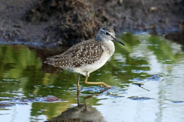 Tringa glareola. Sibirya'da gölde ahşap sandpiper yaz gün