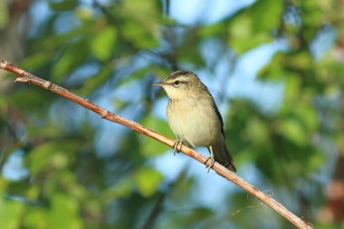 Kuş türü schoenobaenus. Kuzey Sibirya'da Ağustos ayında kındıra kamışçını