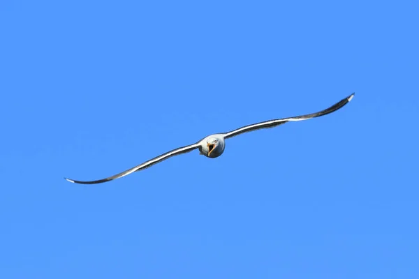 Larus Heuglini Gökyüzünde Larus Heuglini Heuglin Martısı — Stok fotoğraf