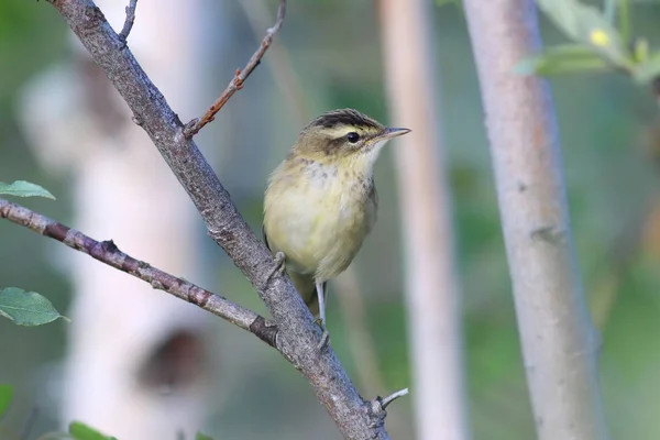 Acrocephalus Schoenobaenus Paruline Hochequeue Août Sibérie Nord — Photo