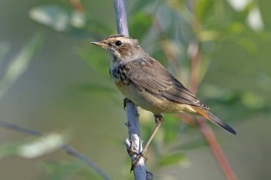 Luscinia svecica pallidogularis. Kadın Bluethroat yakın çekim Sibirya'da