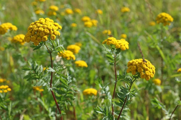 Tanacetum Abundant Flowering Tansy North Siberia — Stock Photo, Image