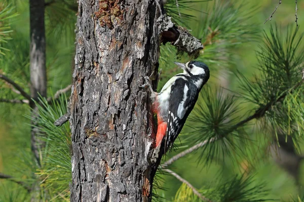 Dendrocopos Större Den Kvinnliga Fantastiska Spotted Woodpecker Picka Stammen Ett — Stockfoto