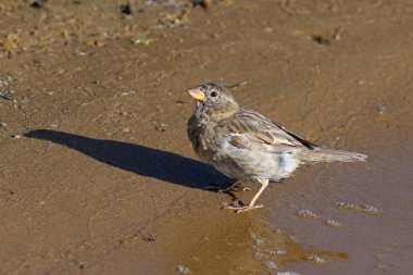 Passer domesticus. Kadın ev serçe closeup Yamal Yarımadası