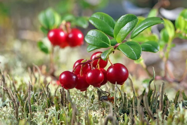 Cranberry Struiken Met Rijpe Bessen Het Noorden Van Siberië — Stockfoto