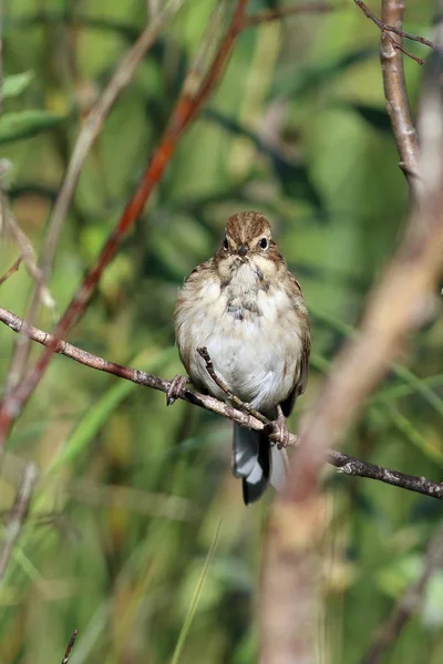 Emberiza Schoeniclus Farine Avoine Roseau Assise Sur Une Branche Avec — Photo