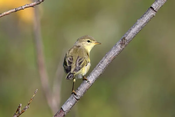 Phylloscopus Trochilus Willow Warbler Solig Dag Sibirien — Stockfoto