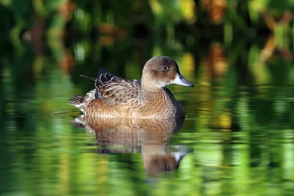 Anas Penelope Duck Wigeon Beautifully Reflected Lake — Stock Photo, Image