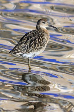 Philomachus pugnax. Ruff kuzey Sibirya'da geç yaz aylarında