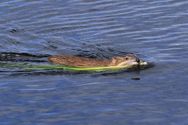 Ondatra Zibethicus Muskrat Drags Bunch Grass His Teeth — Stock Photo, Image