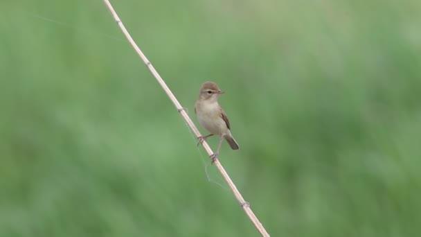 Iduna Caligata Warbler Arrancado Nos Arbustos Sibéria — Vídeo de Stock