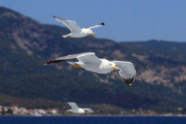 Larus michahellis. Akdeniz gökyüzü ve Yunan dağlar karşı uçan martılar