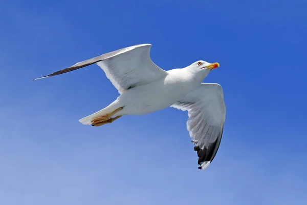 Michahellis 地中海上空的海鸥飞越爱琴海 — 图库照片