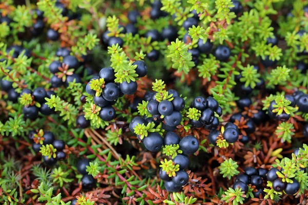 Empetrum. Crowberry yakın çekim Yamal Yarımadası