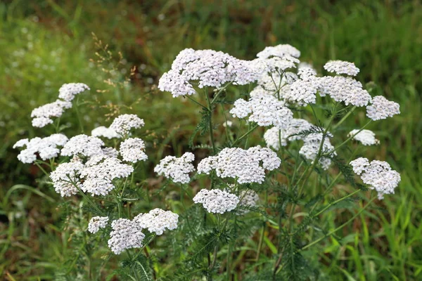 Achillea millefolium. Civanperçemi kuzey Sibirya'da önümüzdeki